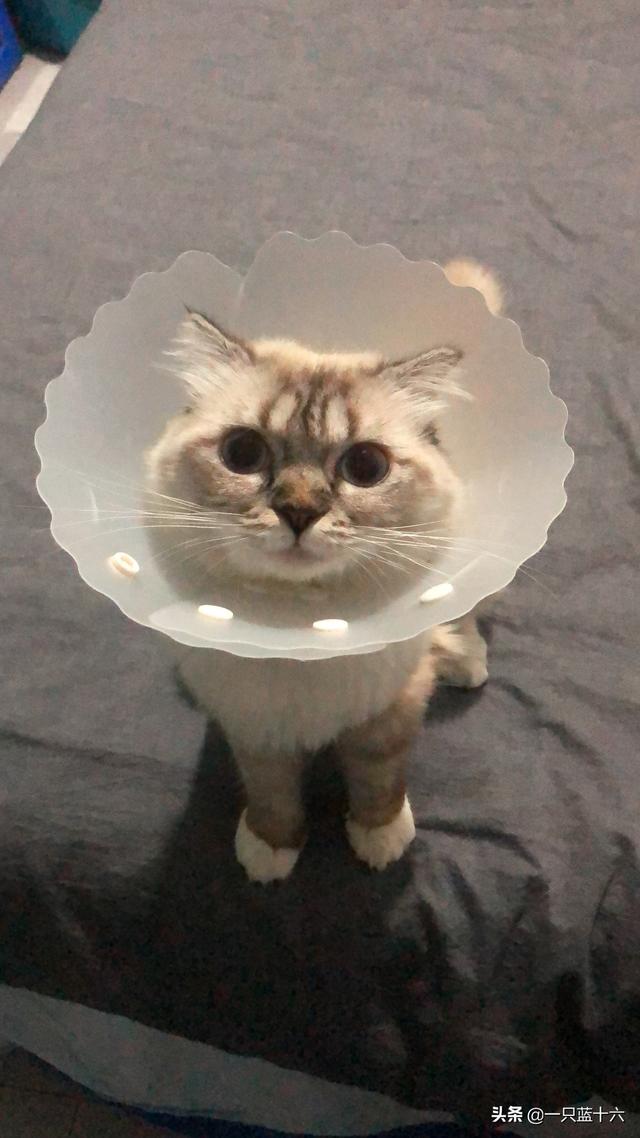 家里的猫为什么到处拉尿？