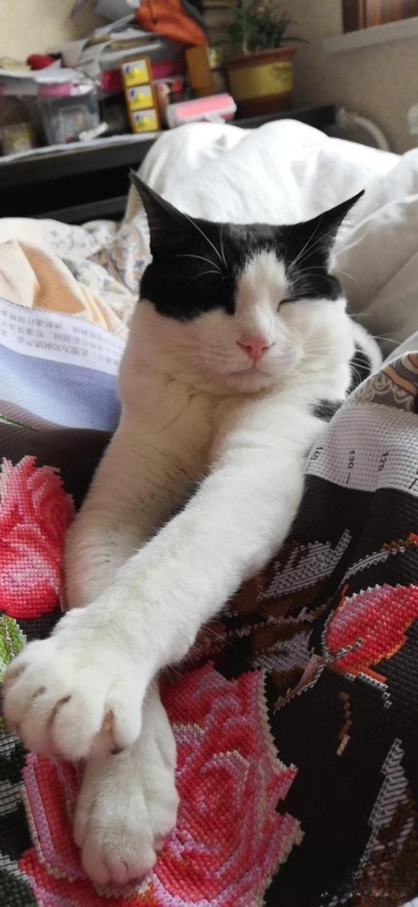 什么猫咪最流行?