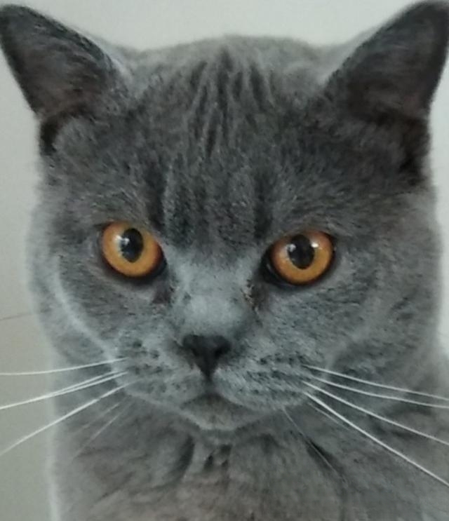 什么猫咪最流行?