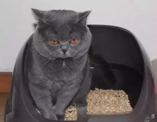 猫咪为什么在床上便便?有什么解决办法?