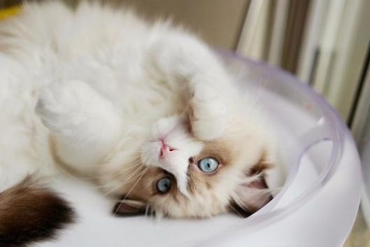 什么品种的猫喜欢爬到人身上或者喜欢主人抱着睡觉呢?