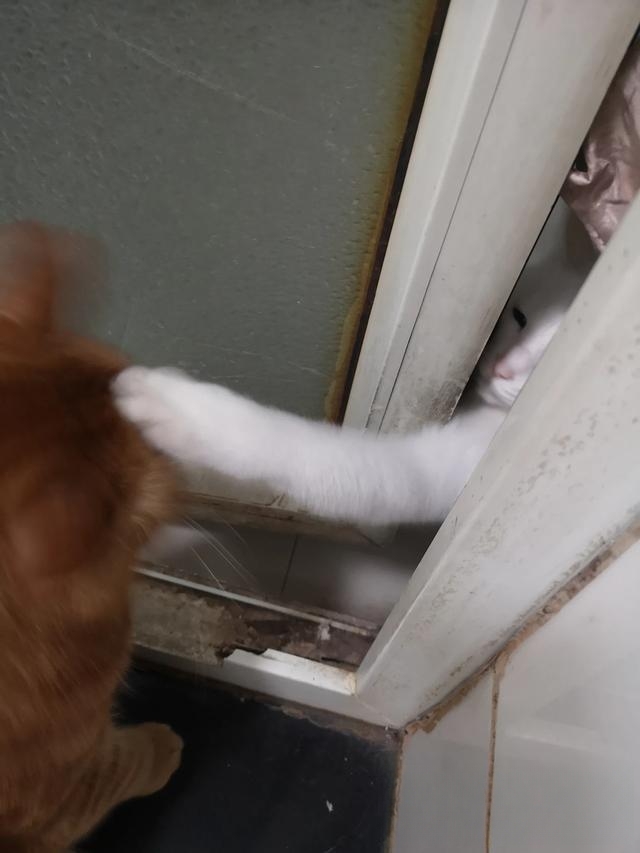 为什么有人说捡猫回家不好?