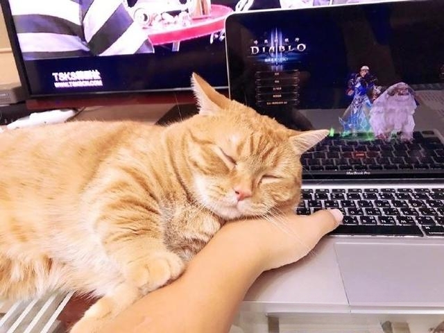 猫咪为何会在地上翻滚,用头到处乱蹭,抓耳朵?