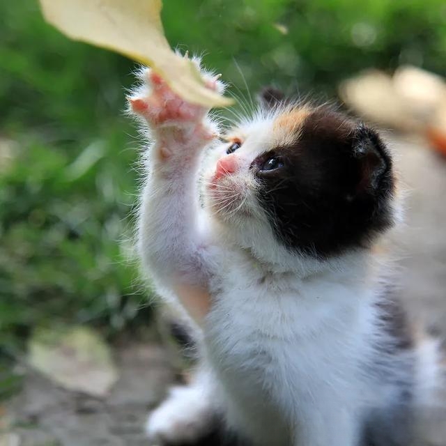 什么猫咪最流行?