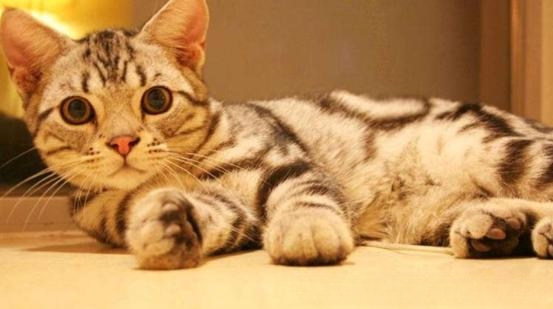 猫咪喂饭的正确方法？