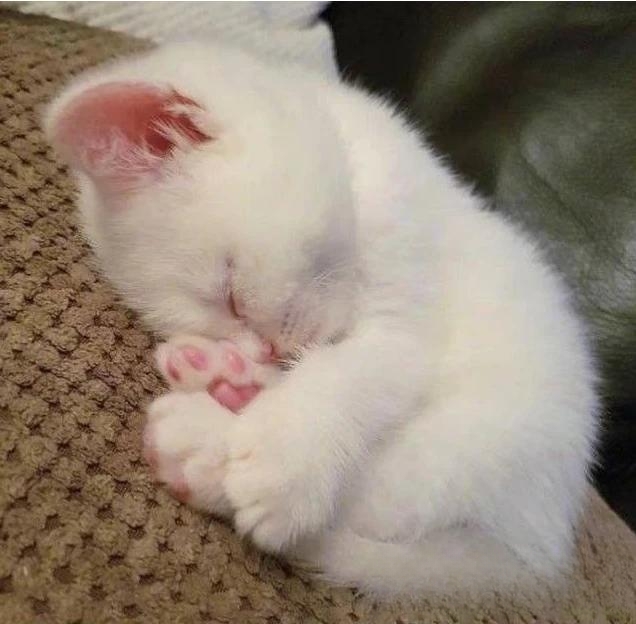 猫对着你叫,你怎么办?