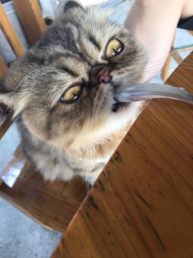 猫咪突然不吃鱼了,以前很爱吃鱼的,怎么回事呢?