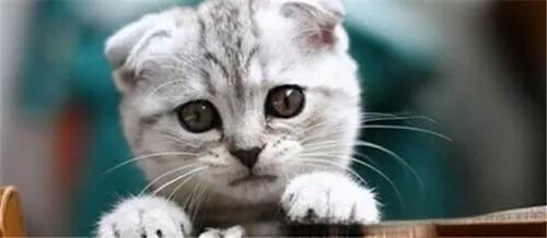 猫咪为什么一直打呼噜?