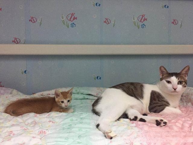 家猫和流浪猫接触为什么流浪猫没事家猫却得了猫瘟?