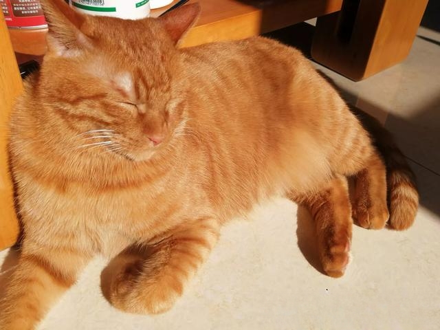 什么猫咪最流行?