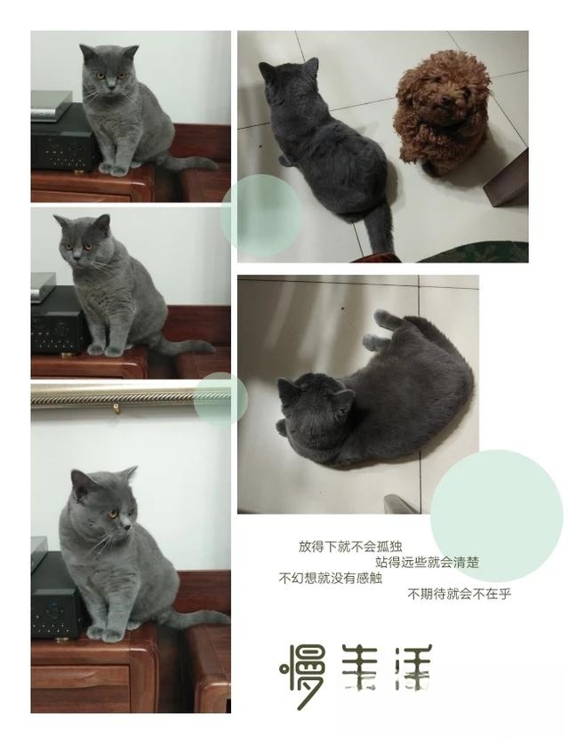 什么猫咪最流行?