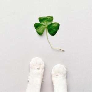 猫一般会跳楼吗?