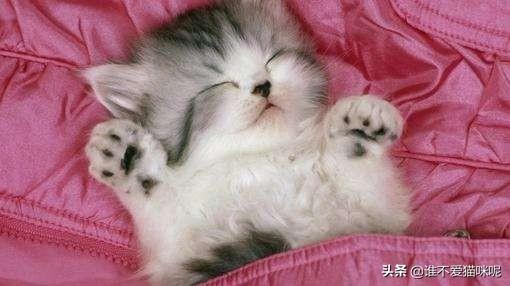 猫咪尿频是怎么回事？