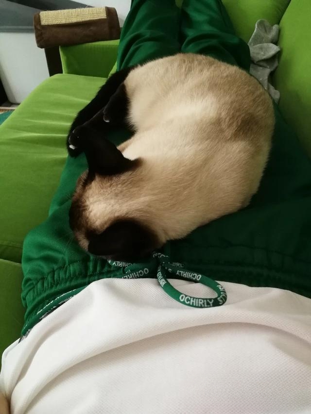 什么品种的猫喜欢爬到人身上或者喜欢主人抱着睡觉呢?