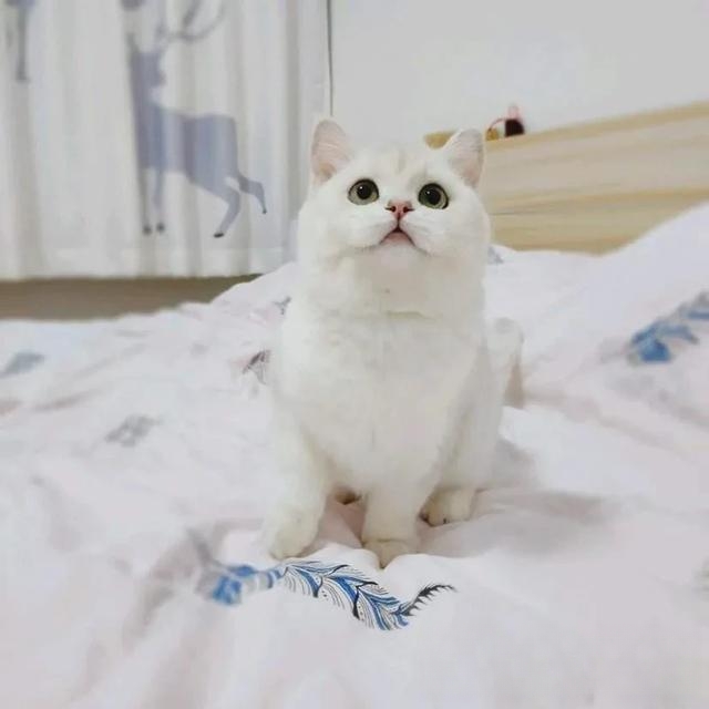 什么猫咪最流行?