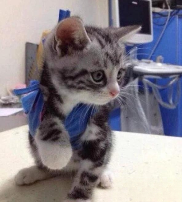 猫一般会跳楼吗?