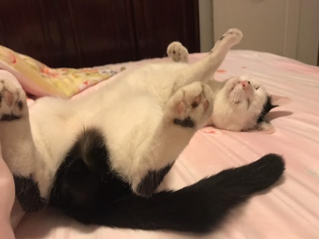 为什么有人说捡猫回家不好?