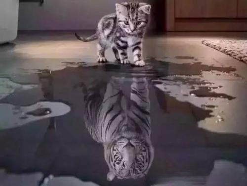 为什么说老虎不发威,你当我是病猫啊?老虎和猫有什么关系呢?