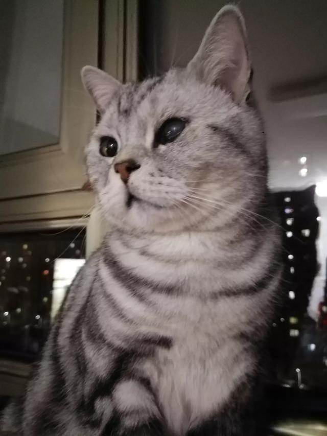 什么猫咪最流行?