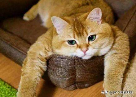 猫咪尿频是怎么回事？