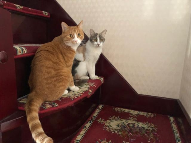 为什么有人说捡猫回家不好?