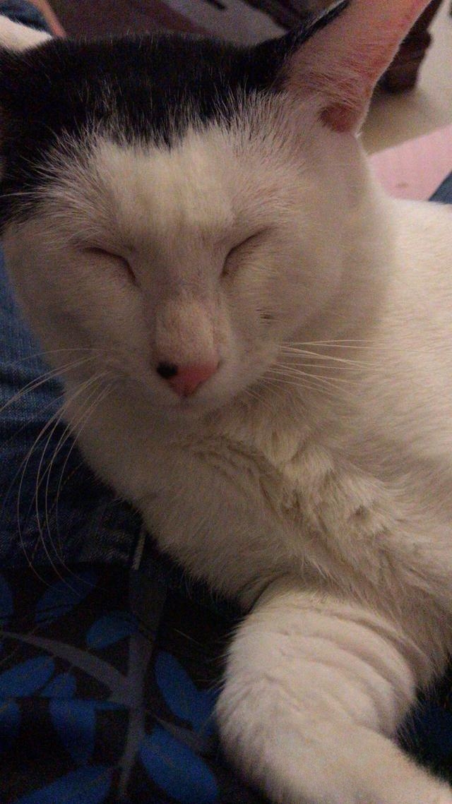 为什么有人说捡猫回家不好?