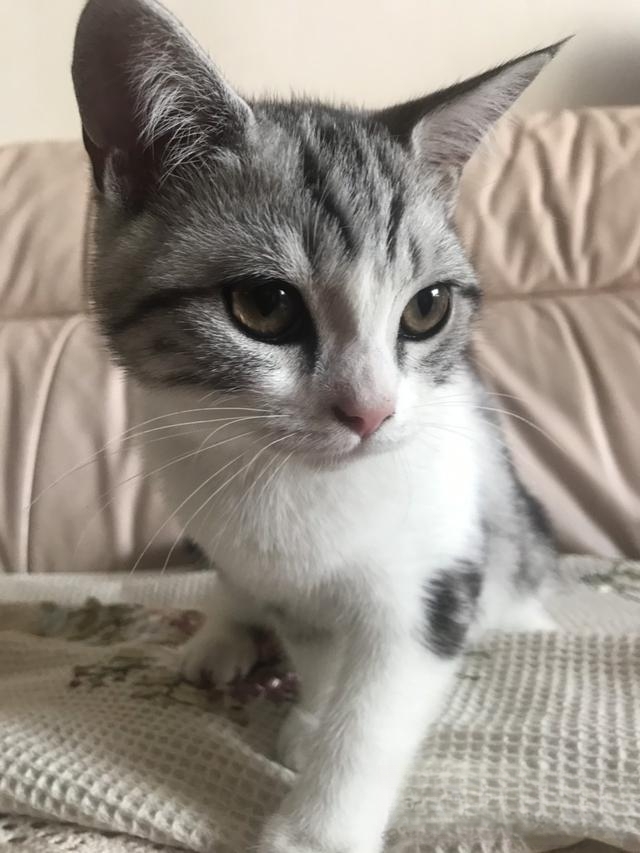 猫为什么不喜欢别人亲?