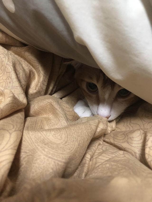 猫咪为什么喜欢睡衣柜?