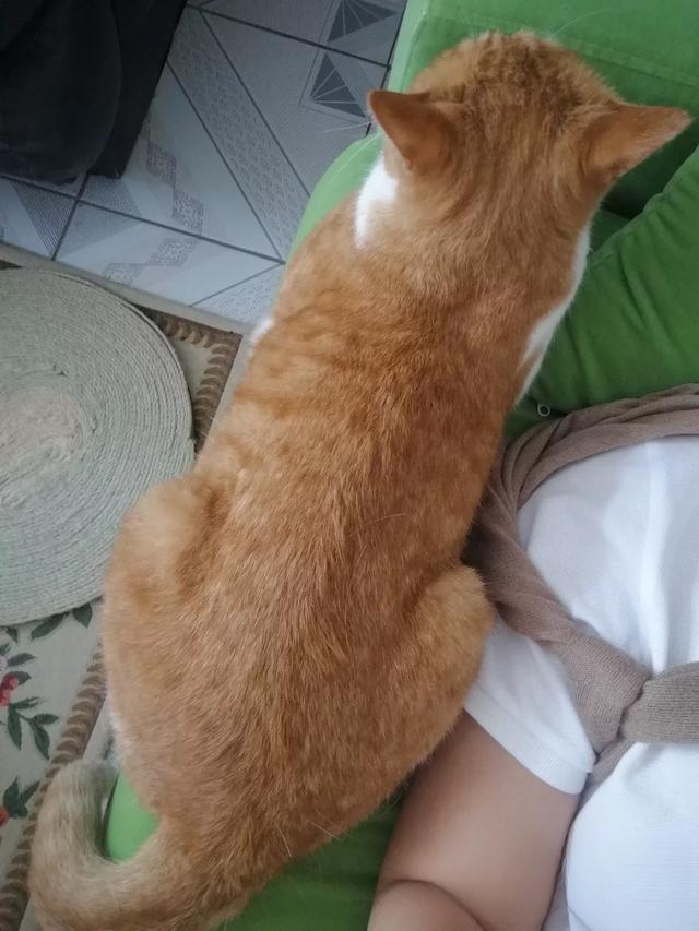 什么品种的猫喜欢爬到人身上或者喜欢主人抱着睡觉呢?