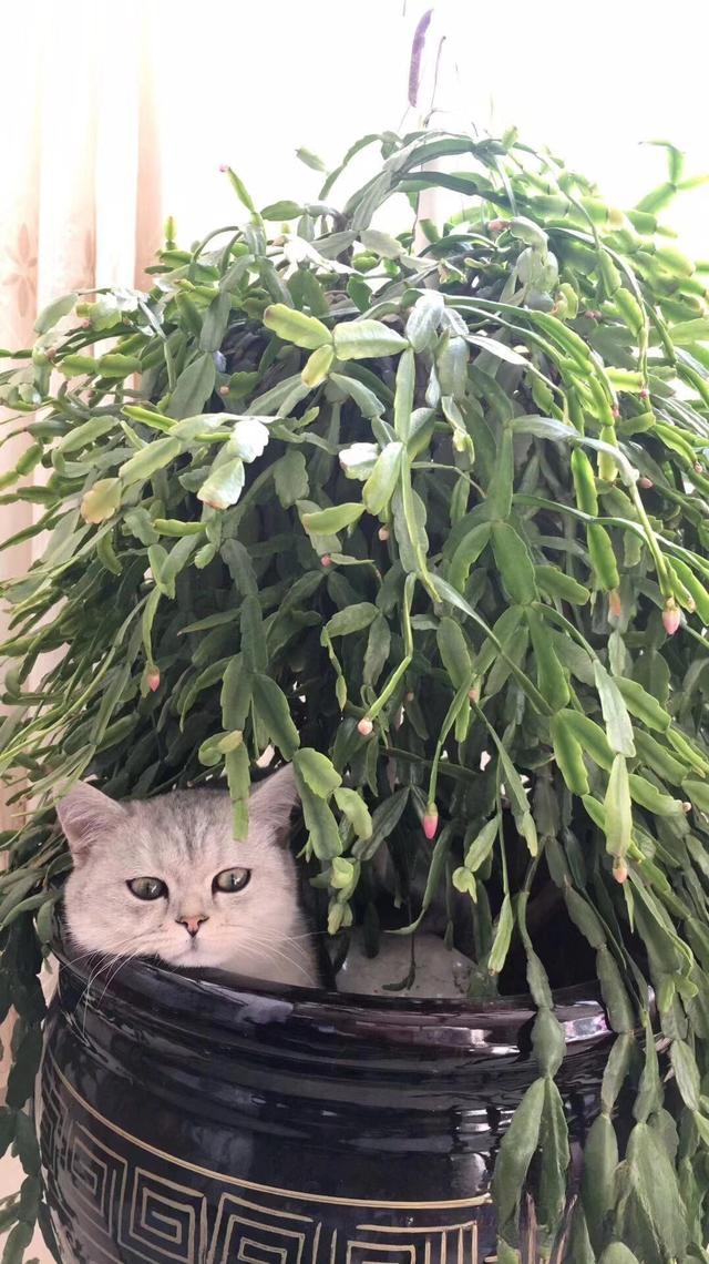 猫一般会跳楼吗?