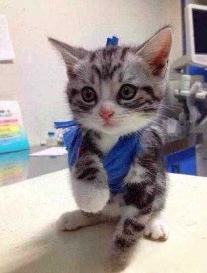 什么品种的猫喜欢爬到人身上或者喜欢主人抱着睡觉呢?