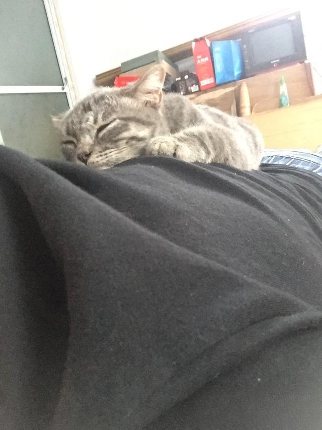 什么品种的猫喜欢爬到人身上或者喜欢主人抱着睡觉呢?