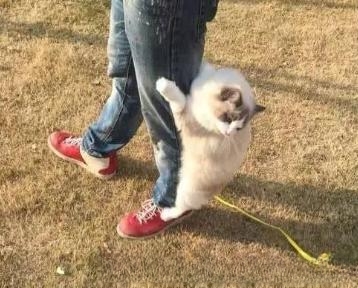 小猫一直叫怎么让它安静下来？