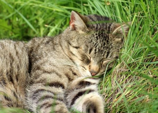 猫咪喂饭的正确方法？