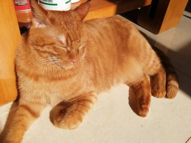 什么猫咪最流行?