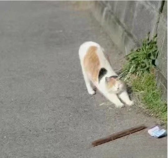 猫对着你叫,你怎么办?