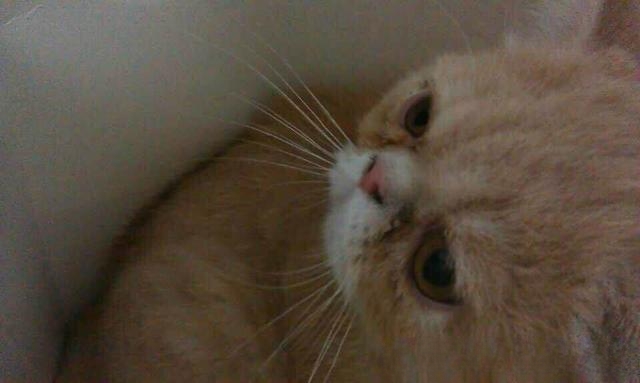 猫有哪些惹人喜爱的地方?