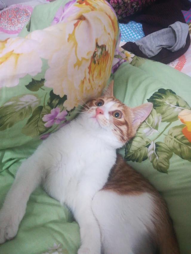 什么样的猫性格好?