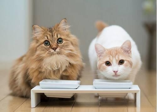 猫咪饭量减少是什么原因？