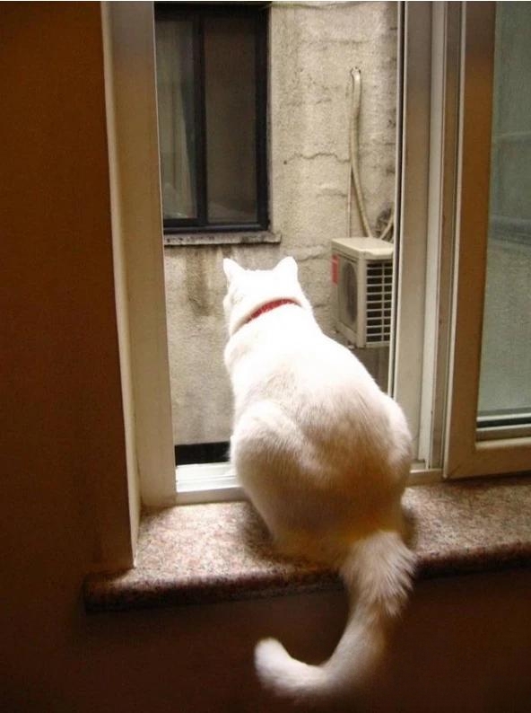 猫一般会跳楼吗?