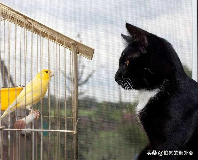 猫为什么喜欢凝视鸟但不吃它?