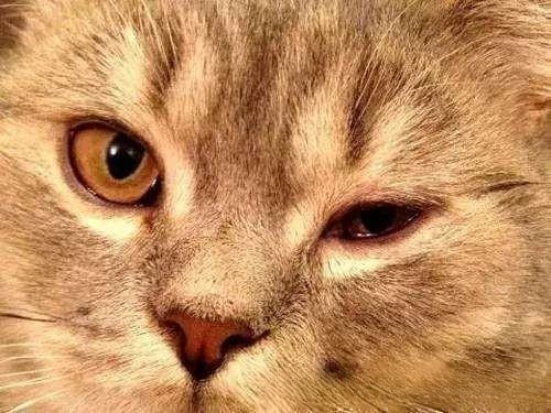 猫咪一天做几次雾化,治感冒?