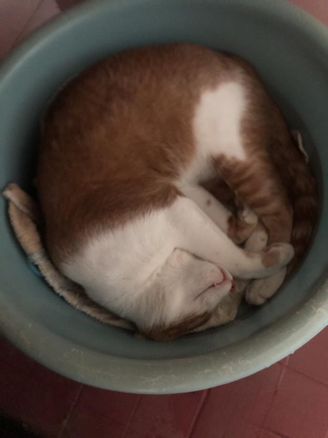 猫咪为什么喜欢睡衣柜?