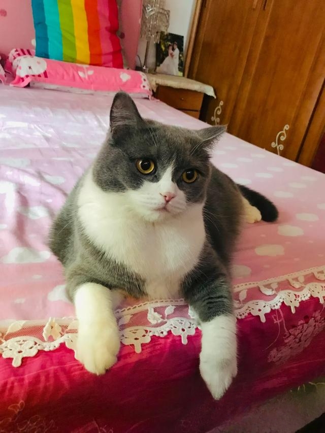 父母死活不同意你养猫的时候,怎么才能正确的把猫带回家?