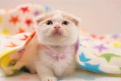 小猫感冒了有什么症状？