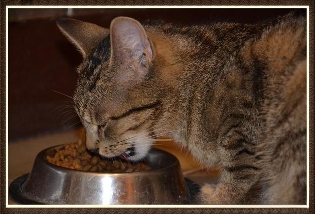 猫为什么喜欢咬人?