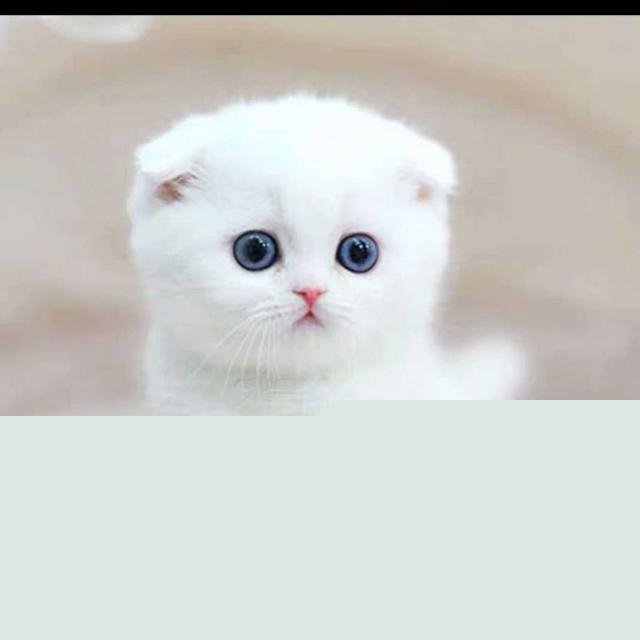 猫咪大便很臭的原因?