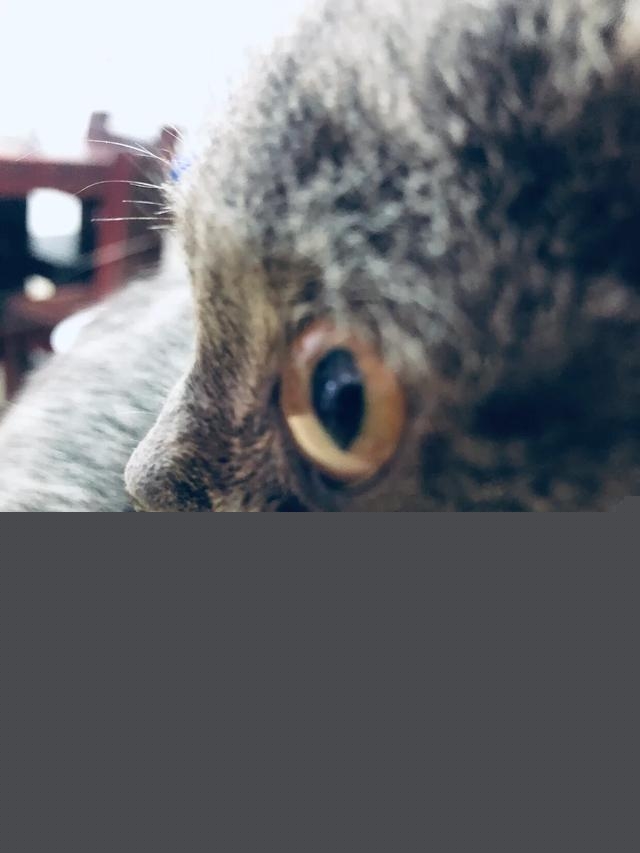 养猫怎么保持家里干净？