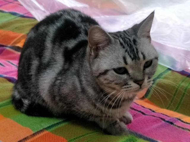 猫咪自己过夜会孤独吗?