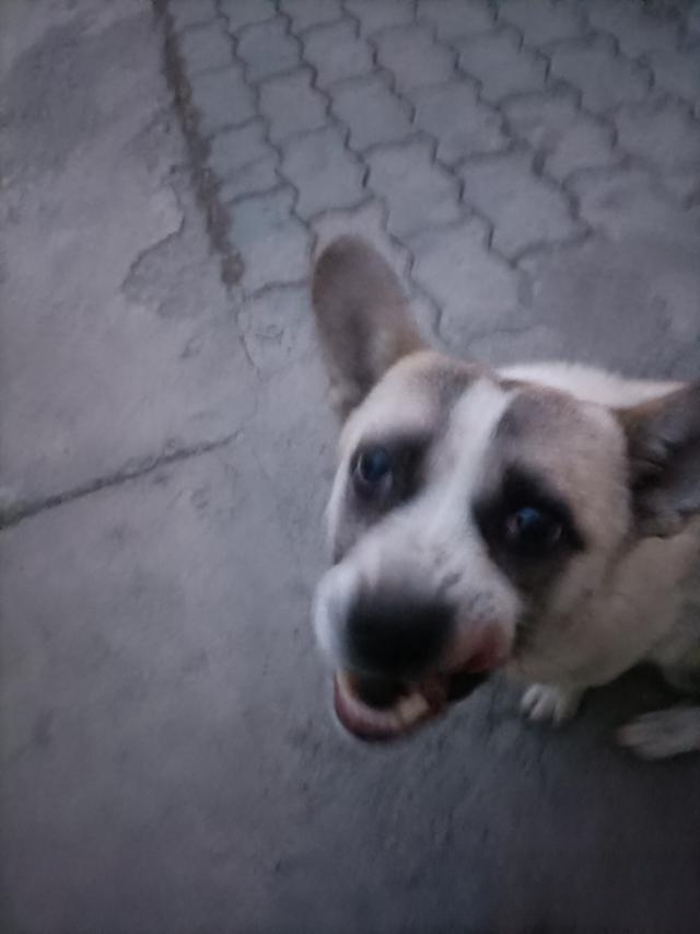 小猫咪能吃鸡屁股吗?